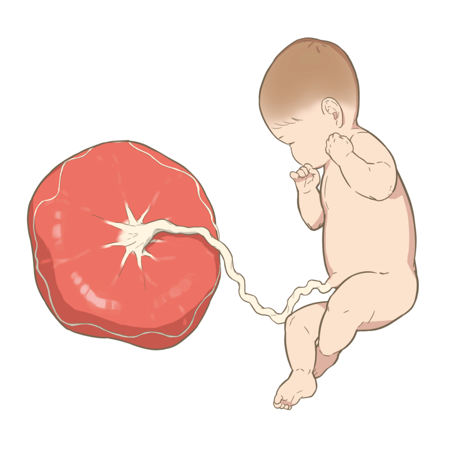 人類(哺乳類)の進化にはウイルスが欠かせない | 中国を読み解く